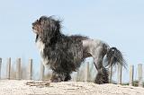 PETIT CHIEN LION 069
